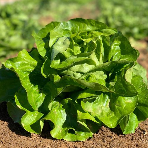 Photo de: Salade Laitue